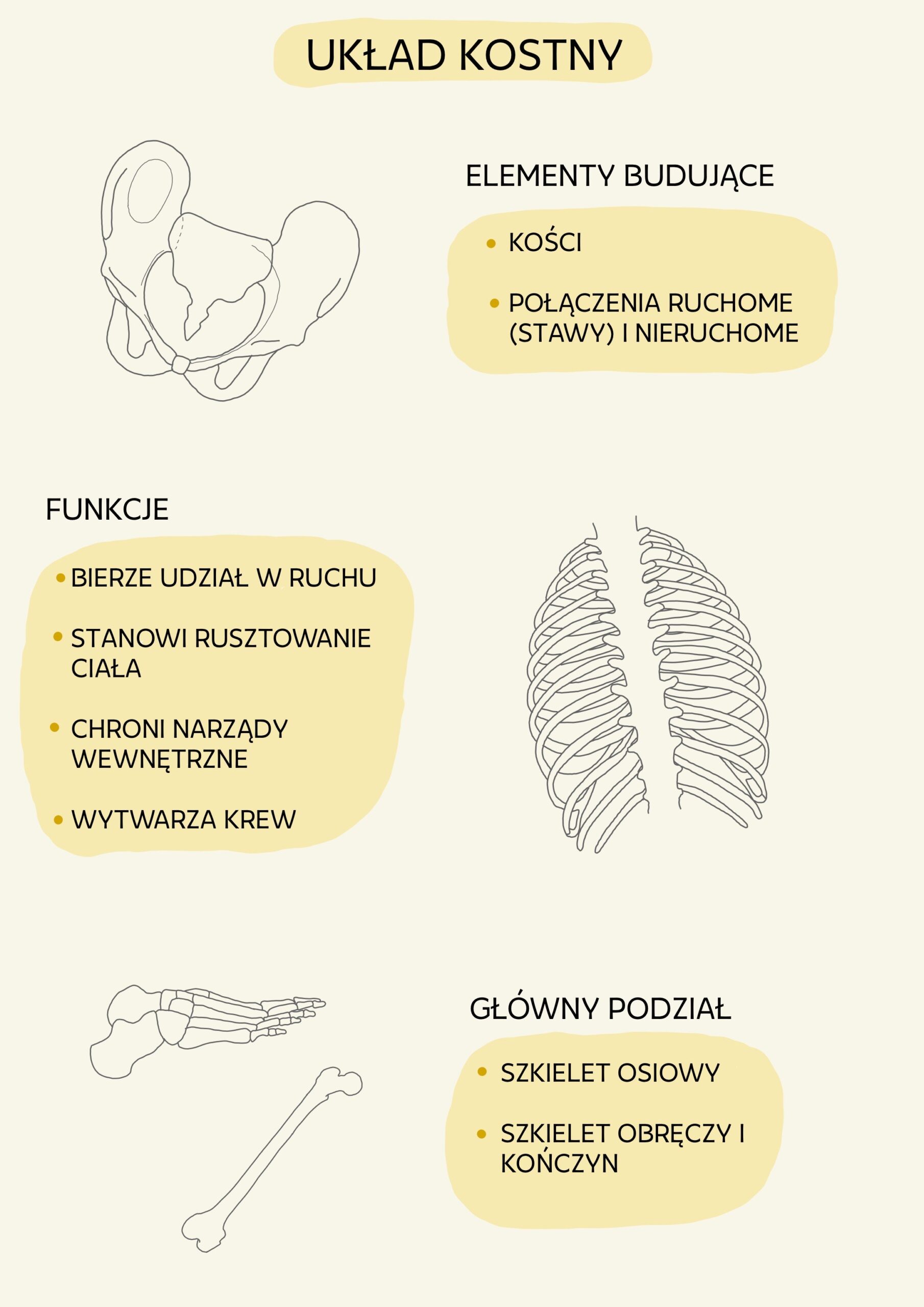 Pierwsze kroki w anatomii | Ebook PDF - obrazek 3