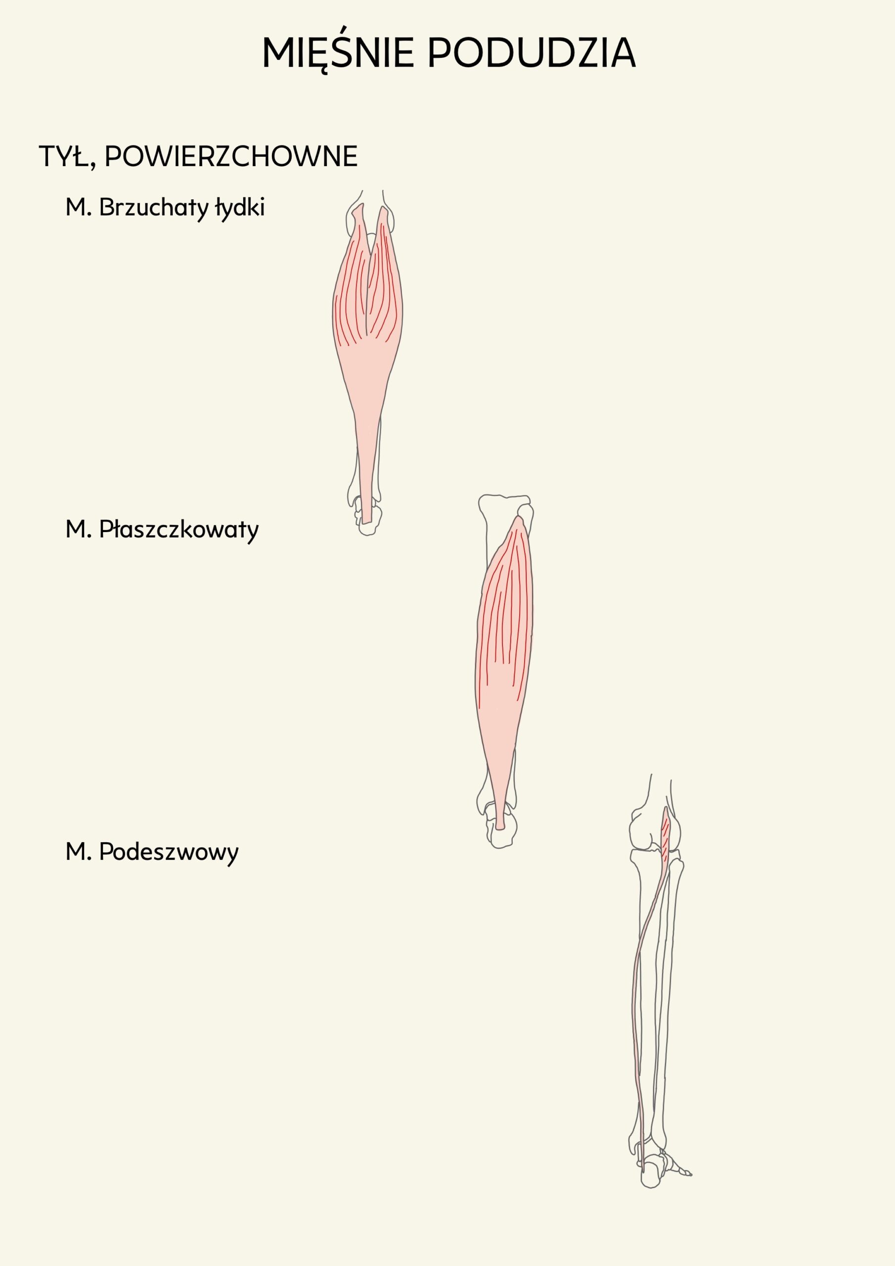 Pierwsze kroki w anatomii | Ebook PDF - obrazek 2